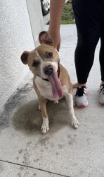 Found/Stray Male Dog last seen Sw 32 st and chiquita, Cape Coral, FL 33914