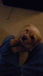 Reunited Female Dog last seen West 91st , New York, NY 10024