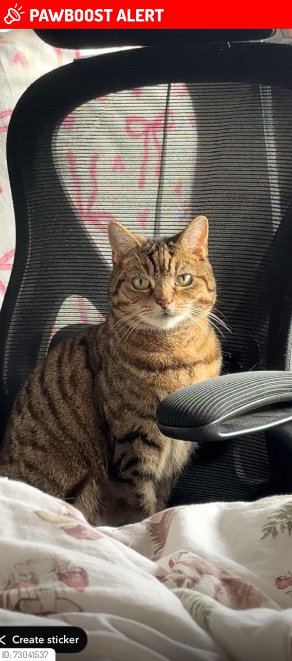 Lost Female Cat last seen Bengeworth, portstreet or lime street , Worcestershire, England WR11 3AW