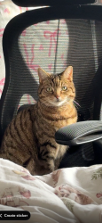 Lost Female Cat last seen Bengeworth, portstreet or lime street , Worcestershire, England WR11 3AW