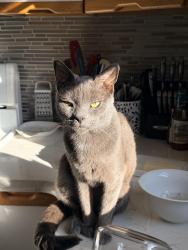 Lost Male Cat last seen Holland-Sylvania/Dulton Dr., Toledo, OH 43615