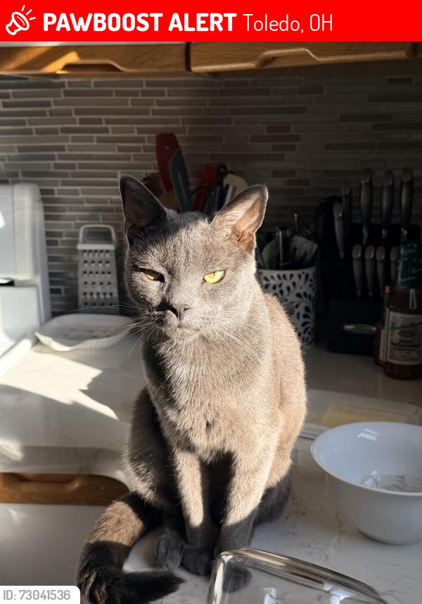 Lost Male Cat last seen Holland-Sylvania/Dulton Dr., Toledo, OH 43615