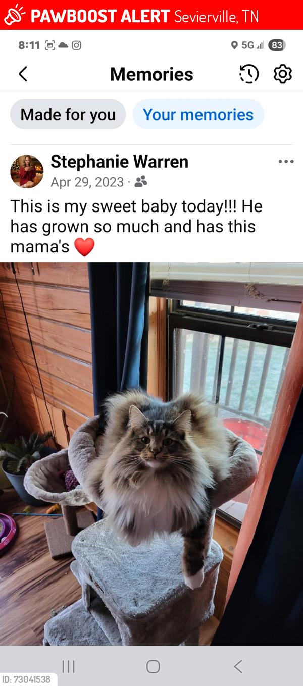 Lost Male Cat last seen Near or around Ernest McMann rd. And Mountain Meadows subdivision. , Sevierville, TN 37862