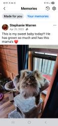 Lost Male Cat last seen Near or around Ernest McMann rd. And Mountain Meadows subdivision. , Sevierville, TN 37862