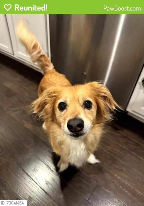 Reunited Male Dog last seen Cameron Creek Pkwy & Cloverdale Dr., Fort Mill, SC 29708