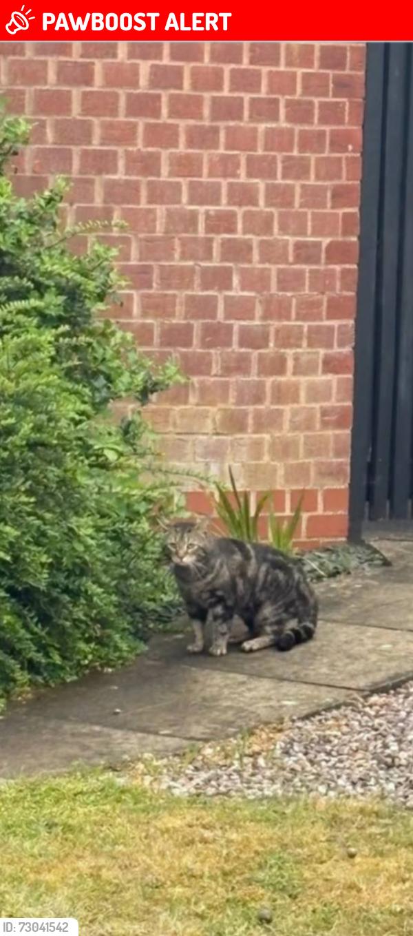 Lost Male Cat last seen De14, Burton upon Trent, England DE14 1AQ