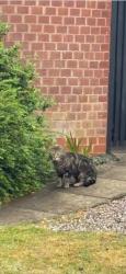 Lost Male Cat last seen De14, Burton upon Trent, England DE14 1AQ