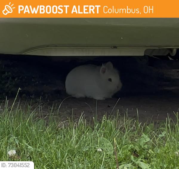 Found/Stray Unknown Rabbit last seen Centennial Dr and Ethan Dr, Columbus, OH 43068