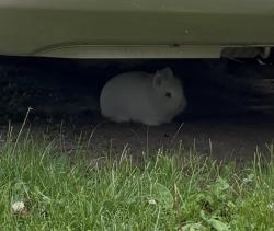 Found/Stray Unknown Rabbit last seen Centennial Dr and Ethan Dr, Columbus, OH 43068