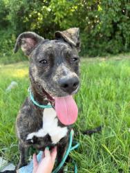 Shelter Stray Female Dog last seen CHARLOTTE, 8315 Byrum Dr, Charlotte, NC 28217, USA