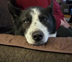 Found/Stray Female Dog last seen In front of St. Florian church in Hegwish, Chicago, IL 60633