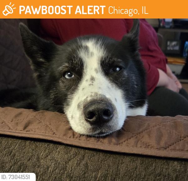 Found/Stray Female Dog last seen In front of St. Florian church in Hegwish, Chicago, IL 60633