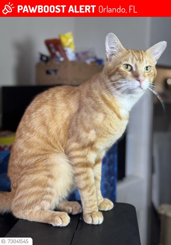 Lost Male Cat last seen Near Demilo Pl , Orlando, FL 32836