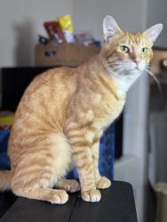 Lost Male Cat last seen Near Demilo Pl , Orlando, FL 32836