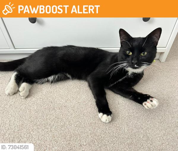 Found/Stray Unknown Cat last seen Victoria Park, Finchley , Greater London, England N3