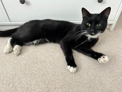 Found/Stray Unknown Cat last seen Victoria Park, Finchley , Greater London, England N3