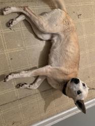 Found/Stray Female Dog last seen Oakwood and Delano , Oxford Township, MI 48371
