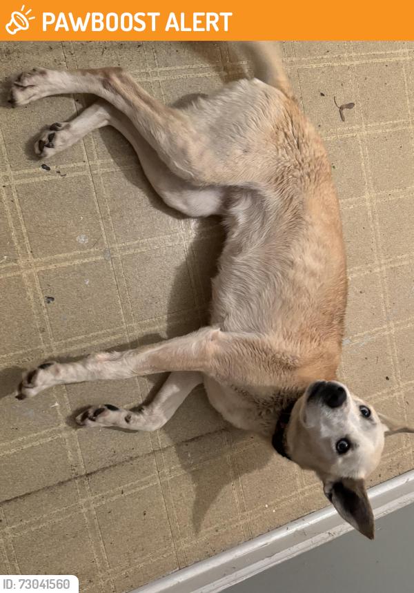 Found/Stray Female Dog last seen Oakwood and Delano , Oxford Township, MI 48371