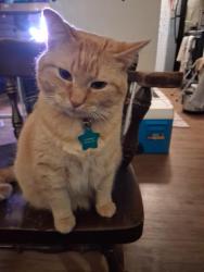 Lost Female Cat last seen Near Del Paso St, Euless, TX 97040, Euless, TX 76040