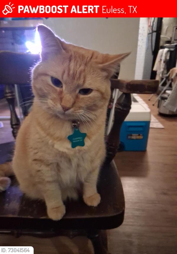 Lost Female Cat last seen Near Del Paso St, Euless, TX 97040, Euless, TX 76040
