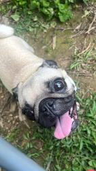 Reunited Female Dog last seen Near AR-264, Bethel Heights, AR 72764, Springdale, AR 72764