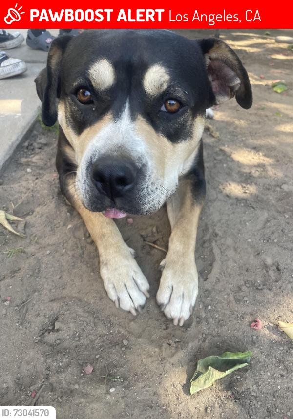 Lost Female Dog last seen Greenbelt Park, Los Angeles, CA 90744