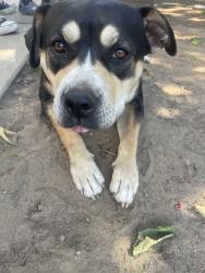 Lost Female Dog last seen Greenbelt Park, Los Angeles, CA 90744