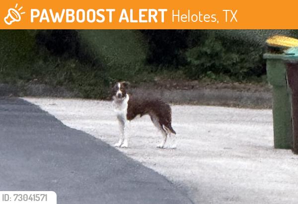 Found/Stray Unknown Dog last seen Wildlake & Lago Vista, Helotes, TX 78023