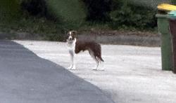 Found/Stray Unknown Dog last seen Wildlake & Lago Vista, Helotes, TX 78023