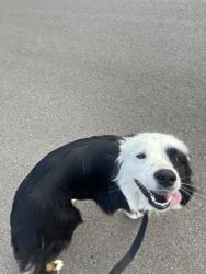 Found/Stray Male Dog last seen Rice and stanford, Aurora, CO 80015