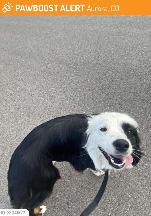 Found/Stray Male Dog last seen Rice and stanford, Aurora, CO 80015
