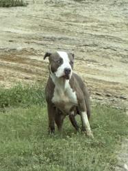 Found/Stray Female Dog last seen BlueDot readi mix on concrete drive, Shelby, NC 28150