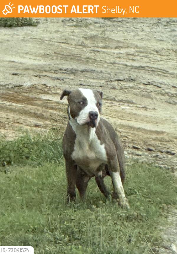 Found/Stray Female Dog last seen BlueDot readi mix on concrete drive, Shelby, NC 28150