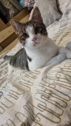 Reunited Male Cat last seen Crescent Road, Empire road, Nether Edge, England S7 1HL