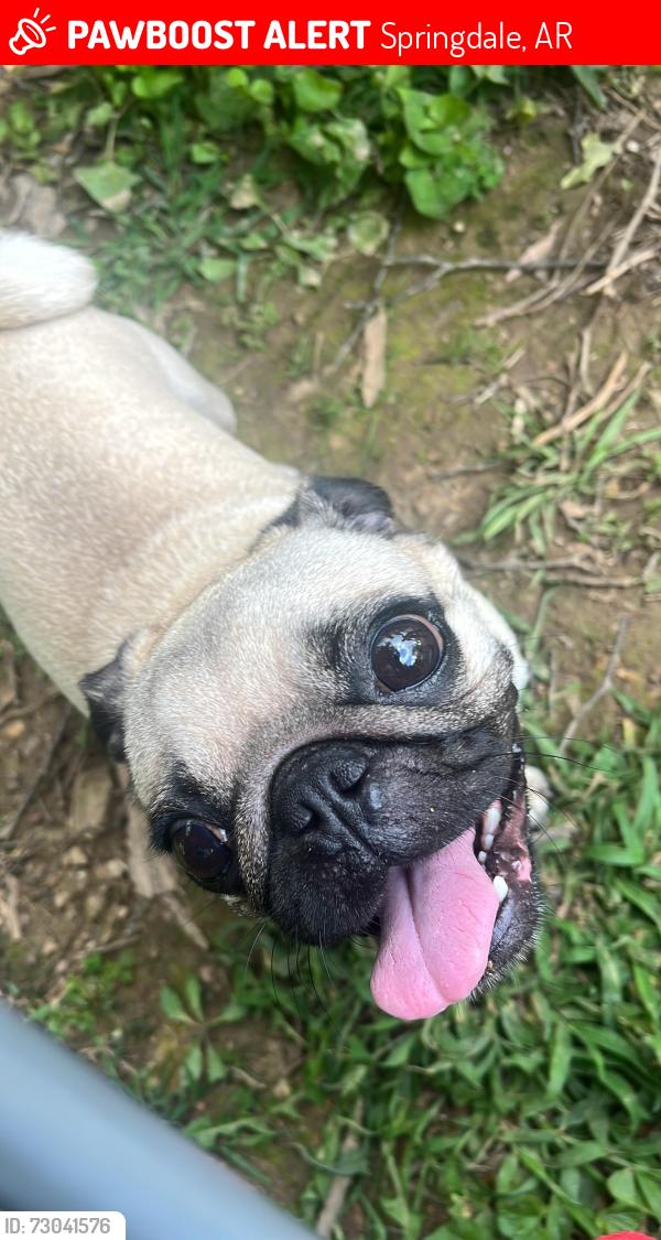 Lost Female Dog last seen 3-year-old pug has a chest allergy, is playful, and is not wearing her collar., Springdale, AR 72764