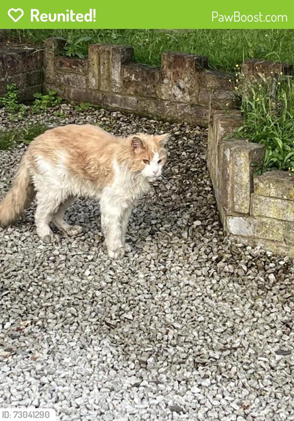 Reunited Unknown Cat last seen Alfred Rose Park, Buckinghamshire, England HP20