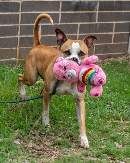 Shelter Stray Male Dog last seen , , GA, 3280 Chamblee Dunwoody Rd, Chamblee, GA 30341, USA