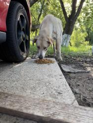 Found/Stray Unknown Dog last seen Gosling road and 99, Harris County, TX 77389