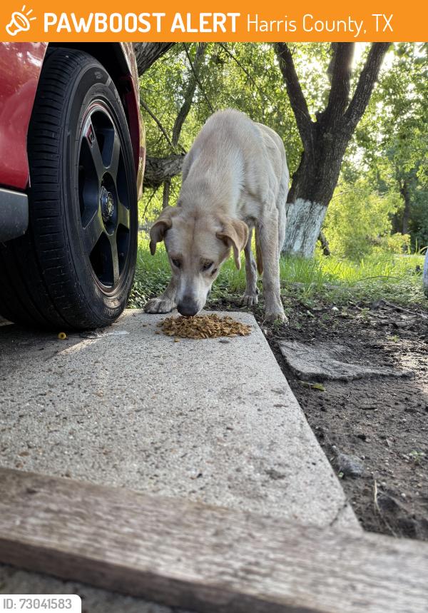 Found/Stray Unknown Dog last seen Gosling road and 99, Harris County, TX 77389