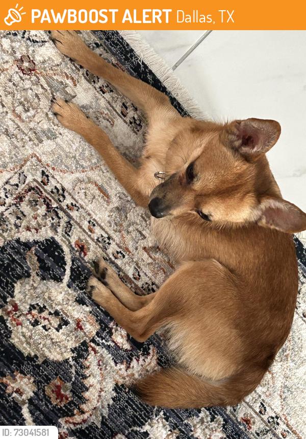 Found/Stray Male Dog last seen Lawngate Drive and Voss Street, Dallas, TX 75287
