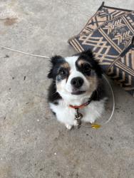Found/Stray Male Dog last seen Mervine street , Pottstown, PA 19464