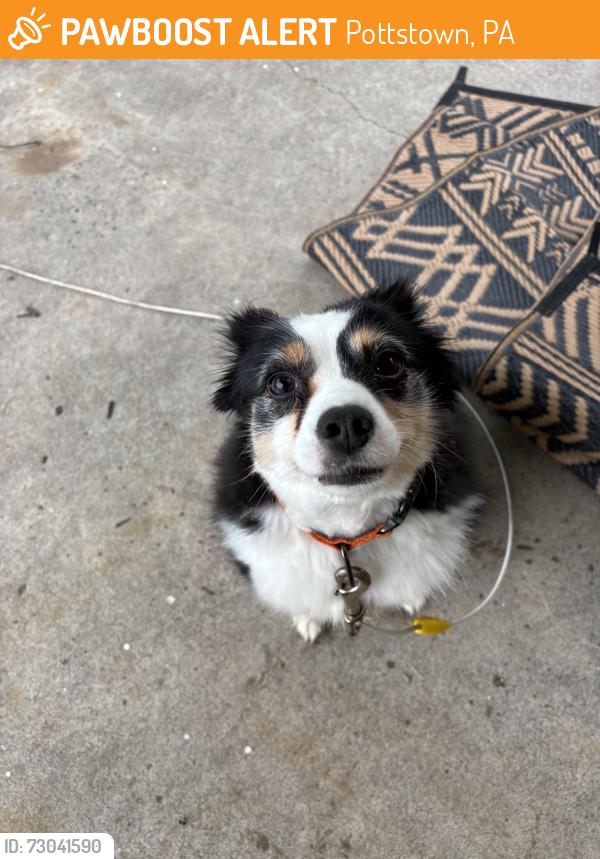 Found/Stray Male Dog last seen Mervine street , Pottstown, PA 19464