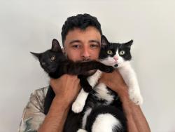 Lost Female Cat last seen Willits Rd. Weslryan Rd. Convent Ave. 19136, Philadelphia, PA 19136