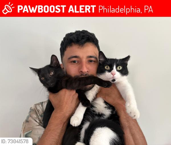 Lost Female Cat last seen Willits Rd. Weslryan Rd. Convent Ave. 19136, Philadelphia, PA 19136