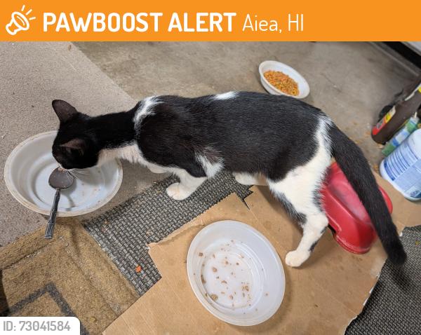 Found/Stray Unknown Cat last seen Moanalua and kaahele, Aiea, HI 96701