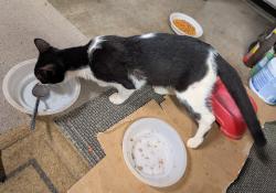 Found/Stray Unknown Cat last seen Moanalua and kaahele, Aiea, HI 96701