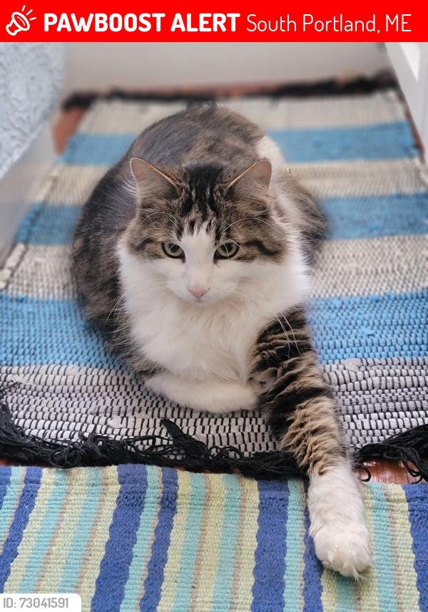 Lost Male Cat last seen Broadway and Harriet Streets , South Portland, ME 04106