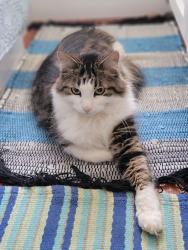 Lost Male Cat last seen Broadway and Harriet Streets , South Portland, ME 04106