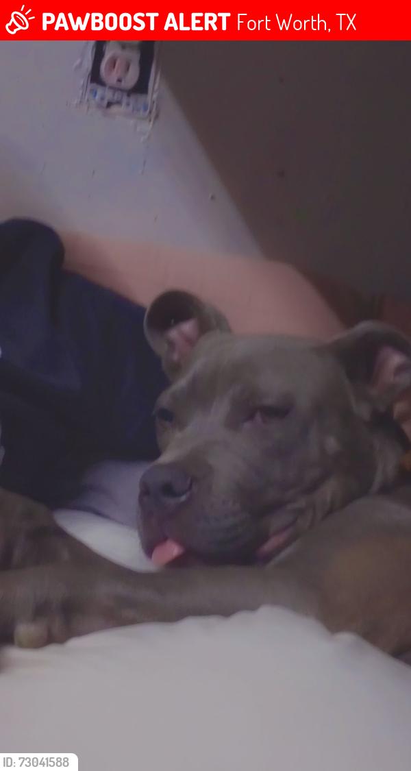 Lost Male Dog last seen The park, Fort Worth, TX 76135