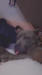Lost Male Dog last seen The park, Fort Worth, TX 76135